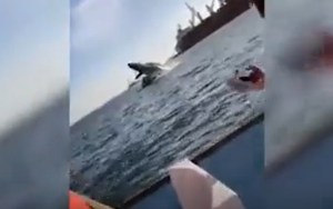 EN VIDEO: El impactante momento en el que una ballena sale del agua y cae sobre un yate