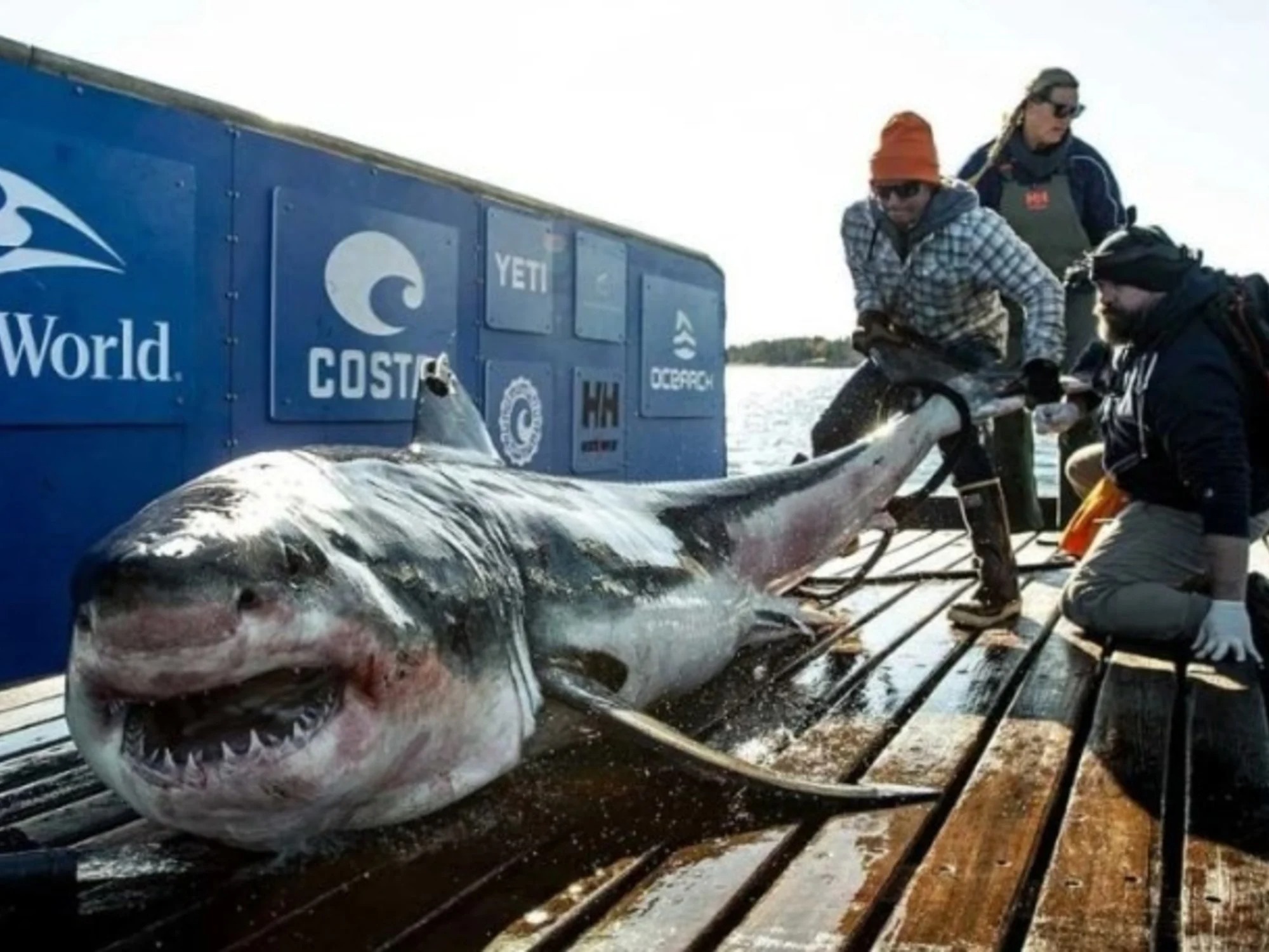 “De los más grandes del mundo”: Ironbound, el gran tiburón blanco que acecha las costas de EEUU