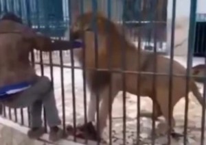 El aterrador momento en que un león muerde la mano de un hombre en zoológico de Senegal (VIDEO)