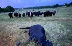Un rayo mató a una vaca en el acto durante brutal tormenta en Alabama
