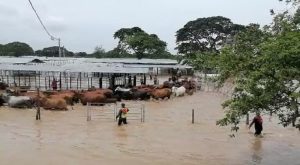 Alertan sobre escasez de productos agrícolas y ganadería en Venezuela tras perdidas por lluvias