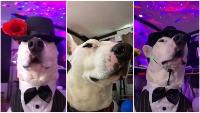 VIRAL: Mister Mainer, el perro de EEUU que triunfa con su particular estilo en TikTok (VIDEO)