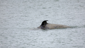 Hallan una orca muerta en el río Sena en Francia