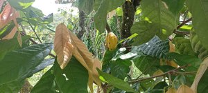 La industria del cacao busca renacer en Venezuela (Video)