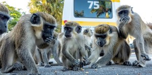 Caos en un estacionamiento de EEUU tras la invasión de un clan de monos