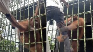 “Aterrador”: Se acercó a un orangután por querer hacerse VIRAL y es atacado violentamente por el animal (VIDEO)