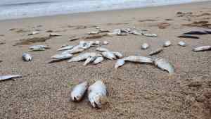 Misterio en Puerto Píritu tras aparición de cientos de peces muertos en las playas (IMÁGENES)