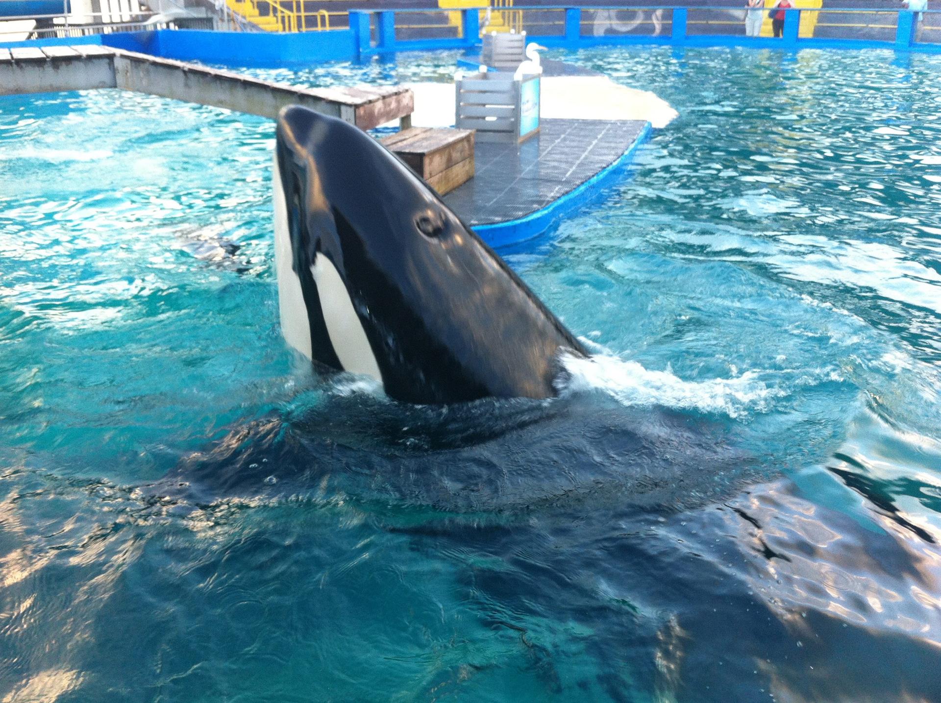La orca Lolita se recupera de una “grave enfermedad” en el Miami Seaquarium