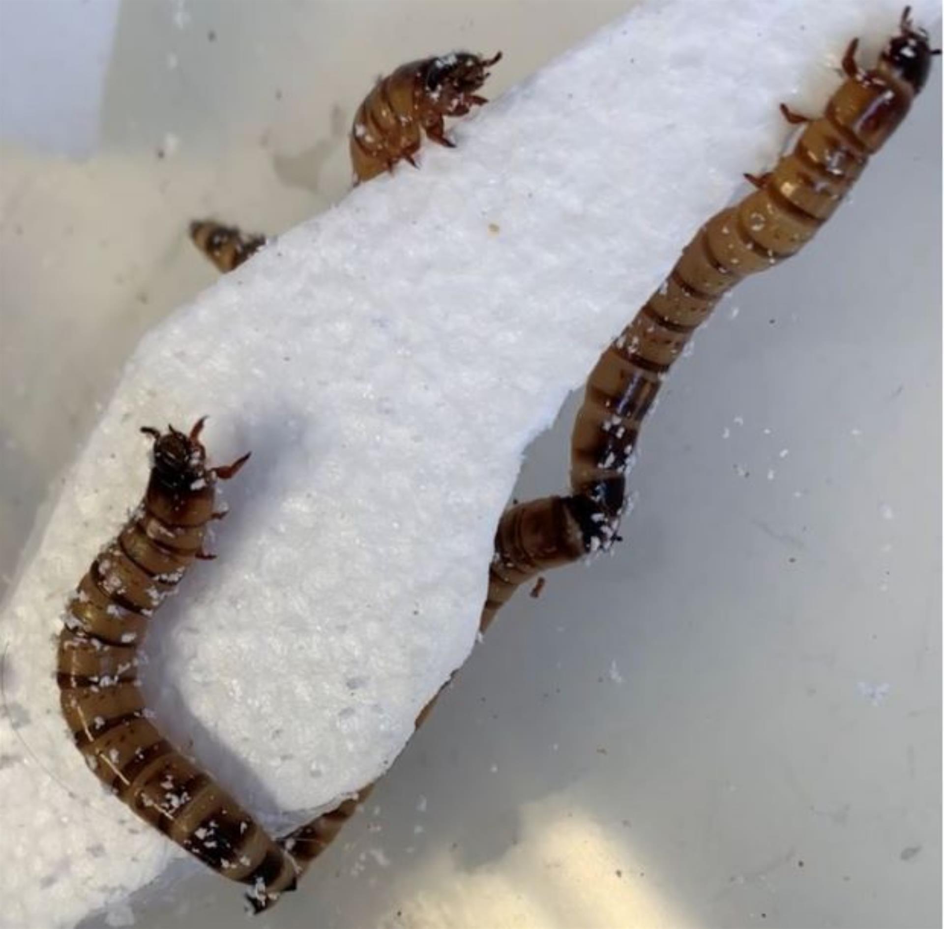 Descubren un gusano que puede alimentarse con poliestireno