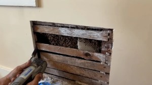 Abrieron la pared de una casa de 100 años en EEUU y había seis mil abejas a punto de producir miel (VIDEO)