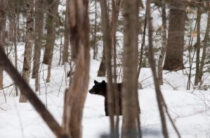 McPasado: Sorprenden a oso hambriento devorando combo de McDonald’s que robó en New Hampshire (VIDEO)