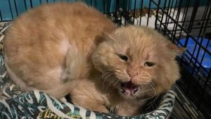 Terrible hallazgo: Rusa murió sola en casa y fue devorada por sus 20 gatos hambrientos