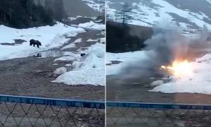 Momento aterrador: Perversos mineros rusos explotaron un oso tras llevarlo a una carnada con explosivos