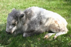 “Extremadamente rara”: Nació una cría de búfalo blanco en EEUU y tribu lo asocia a extraña creencia