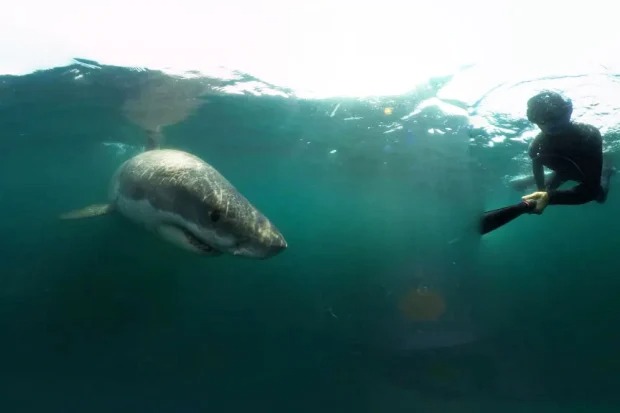 Momento escalofriante: Gran tiburón blanco apareció frente a un buceador en la costa de EEUU