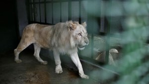 Amid crisis, white lions stir excitement for Venezuela’s capital zoo