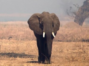 Insólito: elefante mató a una mujer en India, luego fue a su funeral… ¡y pisoteó su cadáver!