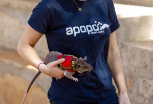 EN IMÁGENES: las “ratas heroicas”, los roedores entrenados para rescatar personas atrapadas por los terremotos