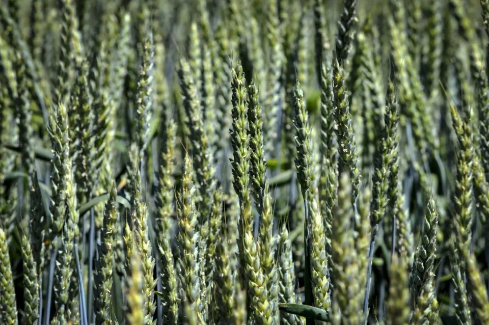 Emiratos prohíbe la reexportación del trigo importado de India en el último mes