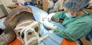 El rescate en Florida de una tortuga gigante atacada por un tiburón y embarazada con 100 huevos