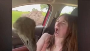 Entre la risa, el pánico y el llanto: La reacción VIRAL de una joven en EEUU cuando un avestruz se mente en su auto