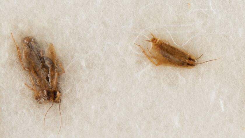 La rara subasta de cucarachas muertas en EEUU vinculadas a una exitosa misión de la Nasa