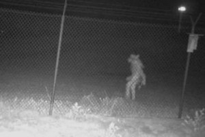 Aterradora IMAGEN: Extraña criatura no identificada fue captada deambulando en zoológico de Texas
