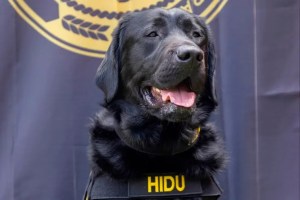 Recién graduado de la academia de policía canina: Perro olfateó a un pedófilo y lo llevó tras las rejas
