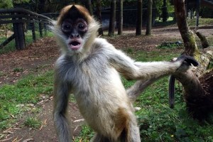 Sangriento tiroteo entre cárteles dejó a “peligroso” sicario abatido… un mono araña