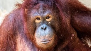 La terrible historia de la orangutana Pony: la vestían de mujer para ser prostituida