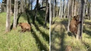Grabó el tenso momento en el que se topó con un oso que se comportaba extraño (VIDEO)