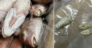 Espeluznante parásito “come lenguas” aterroriza Reino Unido tras aparecer en una caja de pescado comercial (FOTOS)