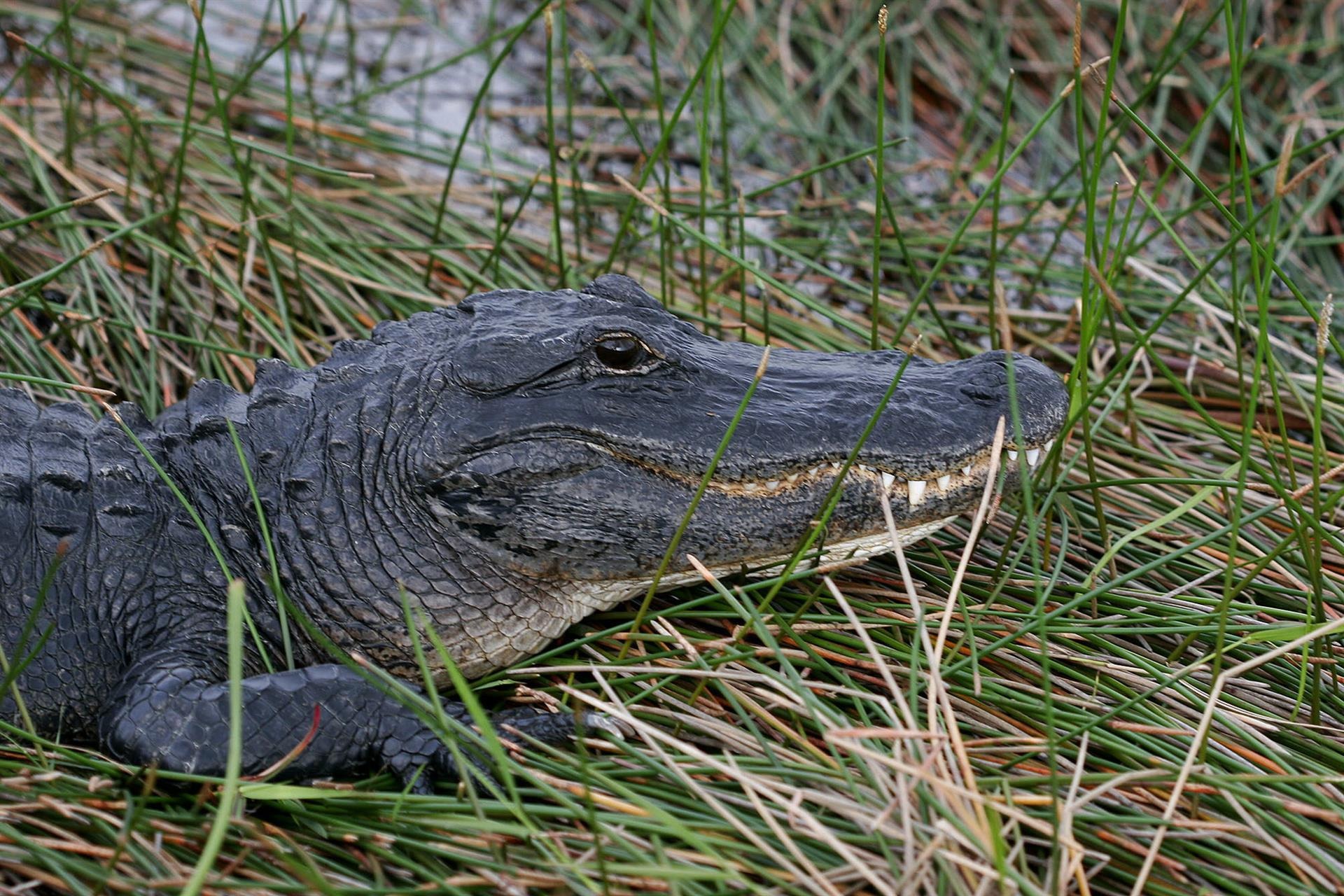 Recuperaron el cuerpo de un hombre mutilado por ataque de caimanes en Florida