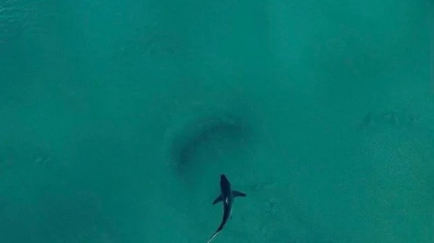Surfista combatió ferozmente contra un gran tiburón blanco que lo atacó