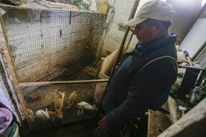 Pescador peruano cría conejos para sobrevivir seis meses después de derrame de crudo
