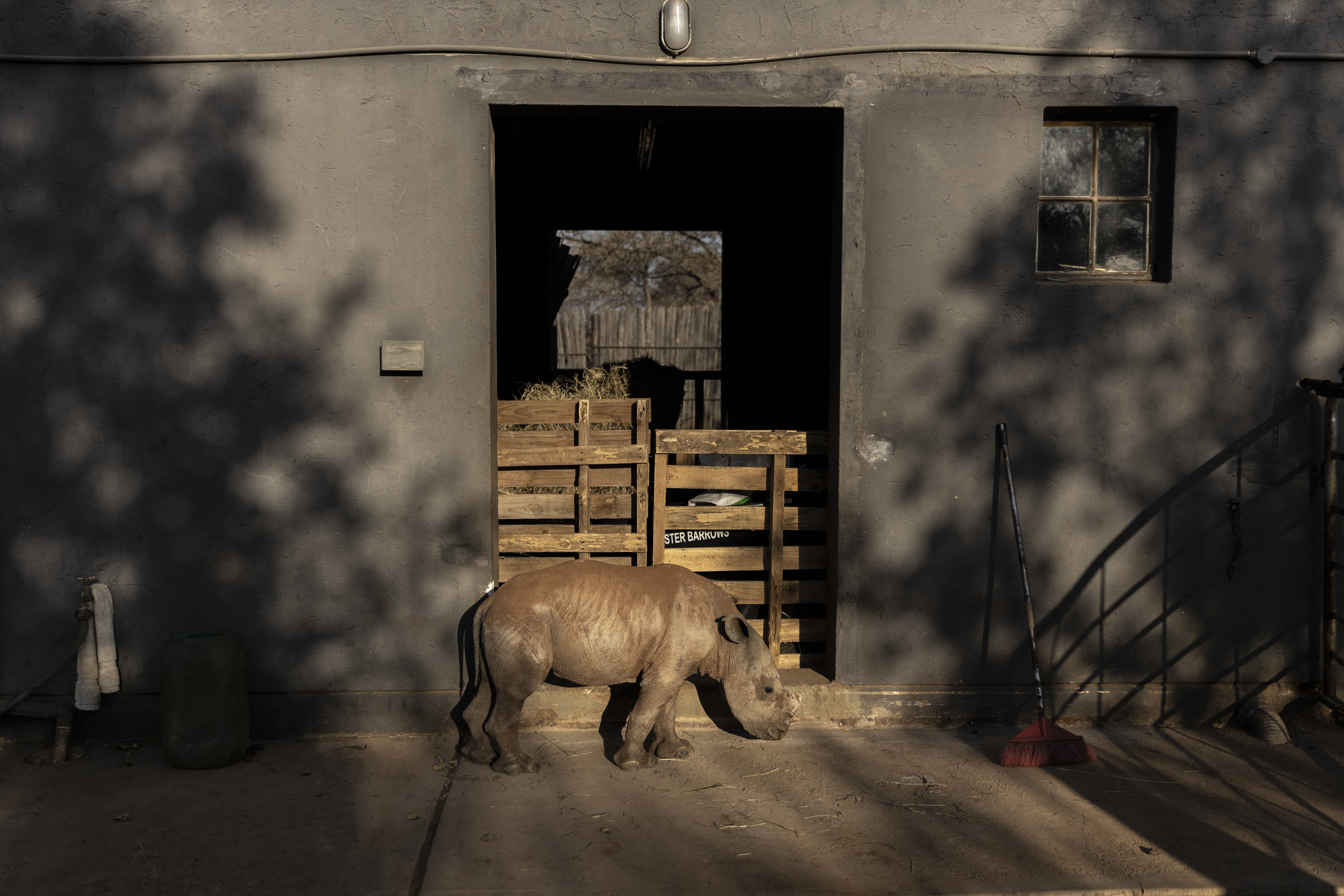 Un nuevo santuario en Sudáfrica para bebés rinocerontes huérfanos (FOTOS)