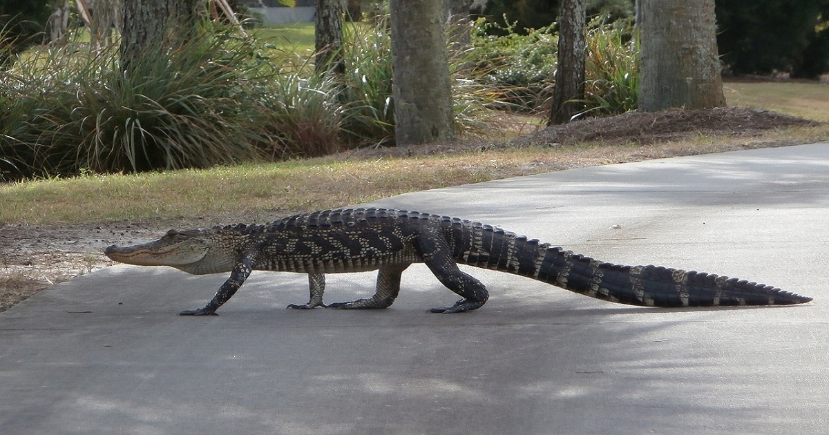 Nuevo ataque de caimán en Florida dejó herida a una niña de 13 años