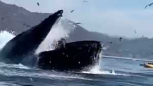 Tremendo susto: ballena por poco se traga a dos bañistas en el mar de California (VIDEO)