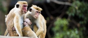 Cerca de 40 heridos por ataques de monos al sudoeste de Japón