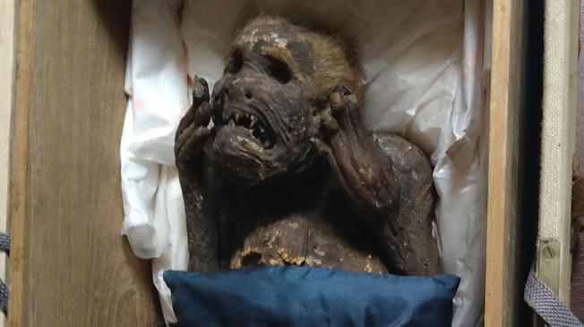 La rara momia con “cola de pez y cara humana” que investigan en Japón (Foros y Video)