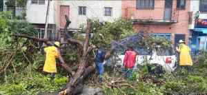 El ciclón pasó a destiempo por Barquisimeto: árboles caídos dejaron los vientos huracanados