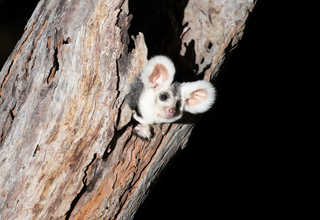 Australia añade un gran marsupial planeador a su lista de especies en peligro de extinción
