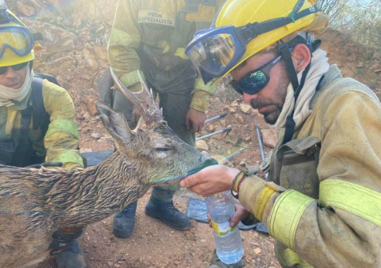 El hermoso gesto de un bombero con un corzo deshidratado en medio de los incendios en España (VIDEO)