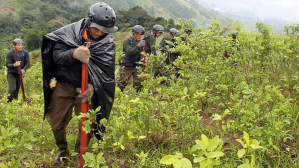 EEUU reveló los datos de un cultivo y producción de cocaína en Colombia, Perú y Bolivia