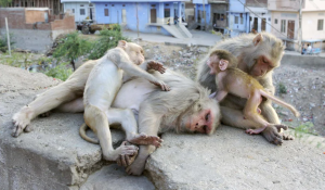 Un nuevo ataque de monos salvajes en Japón dejó más de 40 heridos