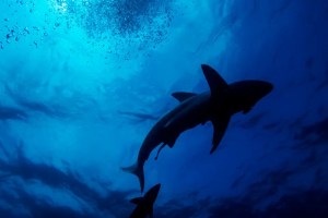 Pánico en Florida: Un nuevo ataque de tiburón dejó a una mujer con severas lesiones