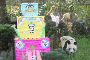 Murió Shuan Shuan, la panda gigante más longeva de México