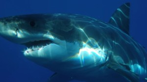 Las impresionantes IMÁGENES de un tiburón blanco que apareció muerto en las costas de Nueva York