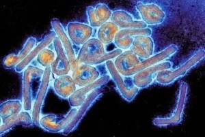 Virus de Marburg: temor por un nuevo brote de una de las enfermedades más mortales del mundo