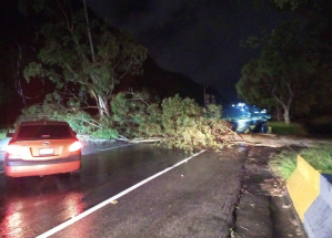 Árbol cae en plena vía y obstruye la entrada hacia Caricuao este #4Jul (Fotos y Video)
